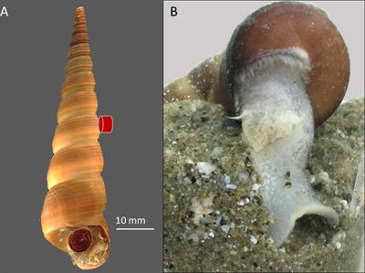 Metabolic Regulation, Oxygen Limitation and Heat Tolerance in a Subtidal Marine Gastropod Reveal the Complexity of Predicting Climate Change Vulnerability